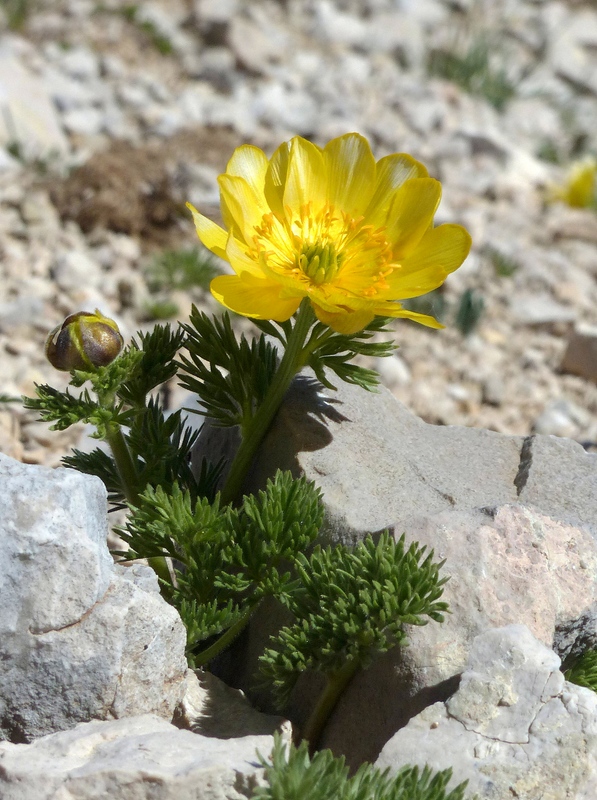 Monte Velino e Monti della Duchessa, le orchidee e la Natura  2024.